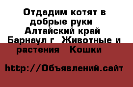 Отдадим котят в добрые руки - Алтайский край, Барнаул г. Животные и растения » Кошки   